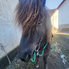 Islænder Fálki fra Ringeby