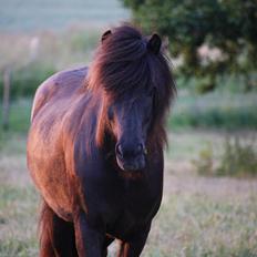 Islænder Fálki fra Ringeby