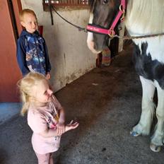Irish Cob Montana