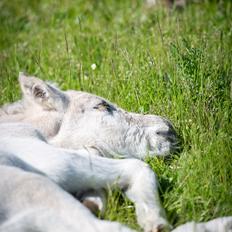 Fjordhest Theodoras Havana