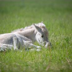 Fjordhest Theodoras Havana