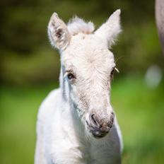 Fjordhest Theodoras Havana