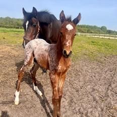 Knabstrupper Ingemanns Java