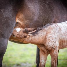 Knabstrupper Ingemanns Java