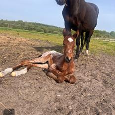 Knabstrupper Ingemanns Java