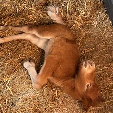 Shetlænder Team Hammer's Anna-Bell