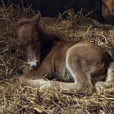 Shetlænder Team Hammer's Anna-Bell