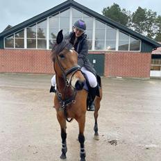 Anden særlig race Dreamer