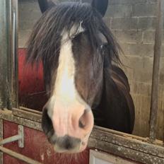 Anden særlig race Bently Bandit