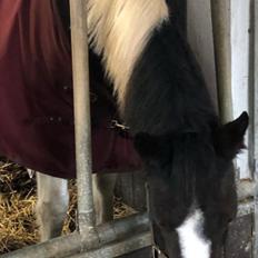 Anden særlig race Shiva