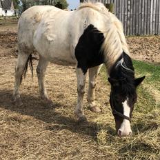 Anden særlig race Shiva