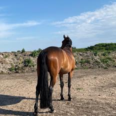 Hannoveraner Fatou 6