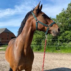 Hannoveraner Fatou 6