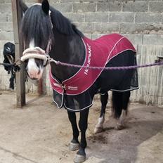 Anden særlig race Bently Bandit