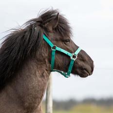 Islænder Máni Fra Uhrhøj