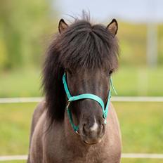 Islænder Máni Fra Uhrhøj