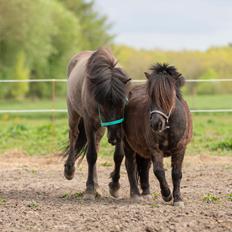 Islænder Máni Fra Uhrhøj