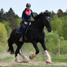 Shire Lønborgs Sir Lancelot (Lille Fyr)