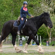 Shire Lønborgs Sir Lancelot (Lille Fyr)