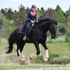 Shire Lønborgs Sir Lancelot (Lille Fyr)