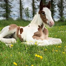 Drumhorse Lærkegaarden's Mighty Medusa