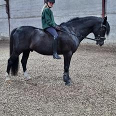 Anden særlig race Bently Bandit