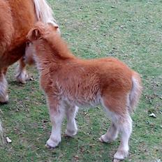 Anden særlig race Shadow