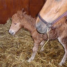 Anden særlig race Shadow