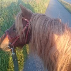 Anden særlig race Shadow