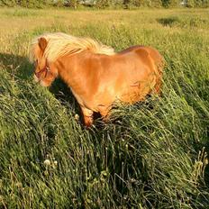 Anden særlig race Ofelia