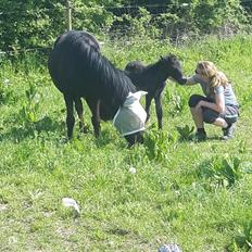 Islænder Katla fra Vejrupgård