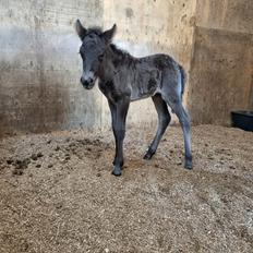 Islænder Katla fra Vejrupgård