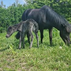Islænder Katla fra Vejrupgård
