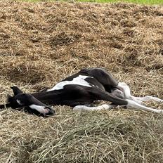 Pinto Hindbærgårdens Ashmore (Divle)