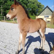 Islænder Gáski fra Østervang 