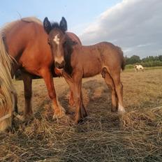 Irish Cob Stald Dalby's Merlin