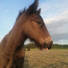 Irish Cob Stald Dalby's Merlin
