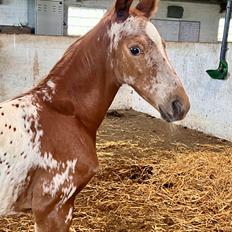 Knabstrupper Ingemanns Grand Cayman