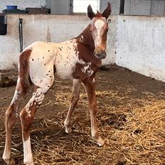 Knabstrupper Ingemanns Grand Cayman