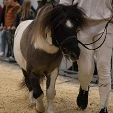 Shetlænder Pindstruphavens nando