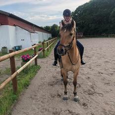 Anden særlig race Nolbydalens Dobri