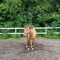 Anden særlig race Nolbydalens Dobri