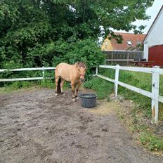 Anden særlig race Nolbydalens Dobri