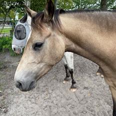 Welsh Partbred (Sec F) Aastrupgaards Gloria