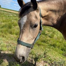 Welsh Partbred (Sec F) Aastrupgaards Gloria