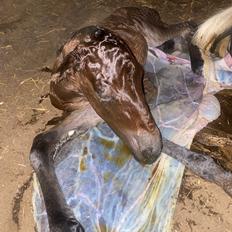 Warlander Lærkegaarden's  Valenzia