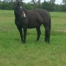 Oldenborg Tokelunds Polly