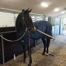 Oldenborg Tokelunds Polly