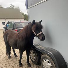 Shetlænder Wista af Hjortholm