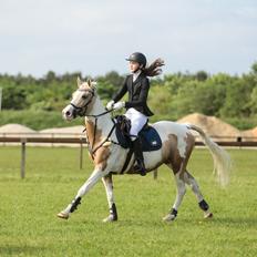 Hollandsk Sportspony SweetHeart